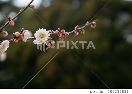 梅の花 初春 梅の花 初春 100252851