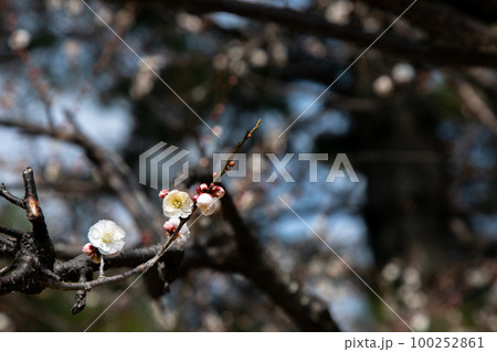 梅の花　初春 100252861