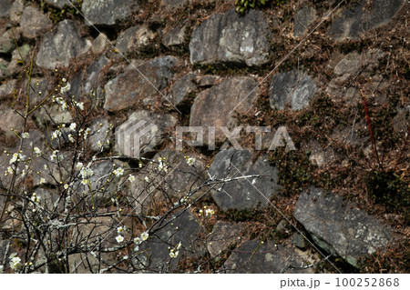 梅の花　初春　石垣 100252868
