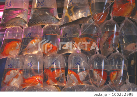 香港・通菜街(金魚街)で、ビニール袋に酸素とともに入れられて売られる金魚や熱帯魚 香港・通菜街(金魚街)で、ビニール袋に酸素とともに入れられて売られる金魚や熱帯魚 100252999