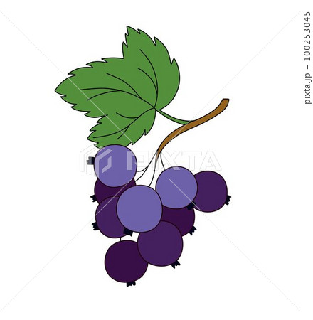 Black Currant doodle Vector illustration coloring book for Kids Black Currant doodle Vector illustration coloring book for Kids 100253045