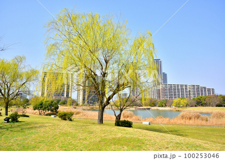 福岡アイランドシティ春風景 アイランドシティ中央公園 柳の新緑が美しいアイランドシティ中央公園 福岡アイランドシティ春風景 アイランドシティ中央公園 柳の新緑が美しいアイランドシティ中央公園 100253046