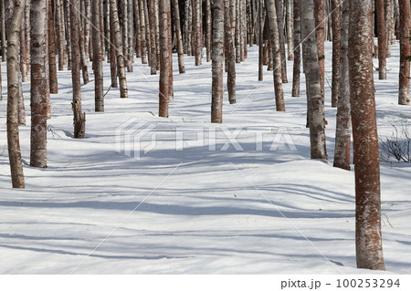 雪の白樺林 シラカバの森 背景や壁紙にお薦めの写真素材 [100253294] - PIXTA