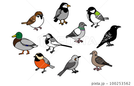 身近な野鳥イラストセット(シンプル) 身近な野鳥イラストセット(シンプル) 100253562