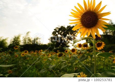 ひまわり、ヒマワリ、向日葵、畑、花、夏、黄色、ひまわり畑、空、野外、夕方、日暮れ、光、所沢、埼玉、日 100253781