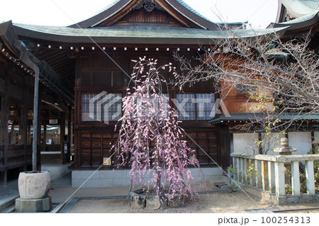 梅林で有名な兵庫県・明石市の御厨神社の枝垂れ梅 梅林で有名な兵庫県・明石市の御厨神社の枝垂れ梅 100254313