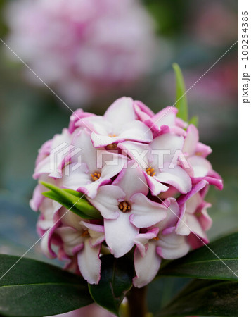 早春に咲く沈丁花 早春に咲く沈丁花 100254386