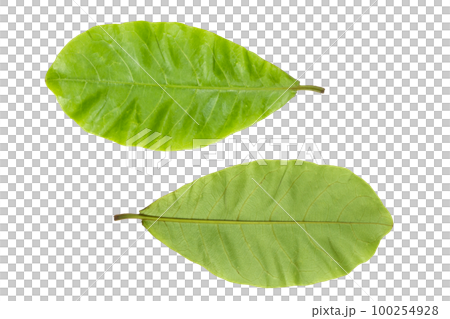 Green Terminalia catappa leaves 100254928
