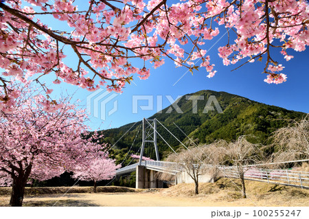 種まき権兵衛の里 河津桜と便石山 【三重県北牟婁郡紀北町】 種まき権兵衛の里 河津桜と便石山 【三重県北牟婁郡紀北町】 100255247