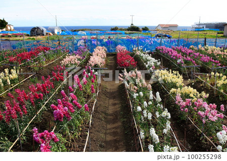 白間津の花畑 白間津の花畑 100255298