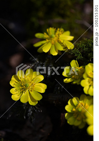早春の福を呼ぶ花「福寿草(フクジュソウ)」 早春の福を呼ぶ花「福寿草(フクジュソウ)」 100255301