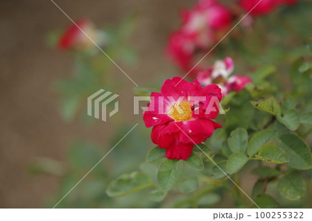 荒尾市 おもやい市民花壇 バラの花、 荒尾市 おもやい市民花壇 バラの花、 100255322