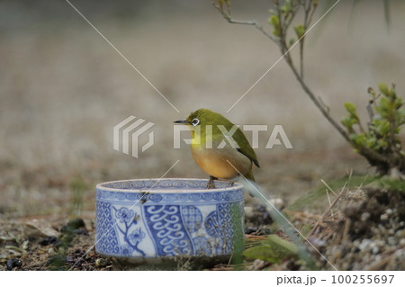 野鳥 庭へ飛んできたメジロ、 野鳥 庭へ飛んできたメジロ、 100255697