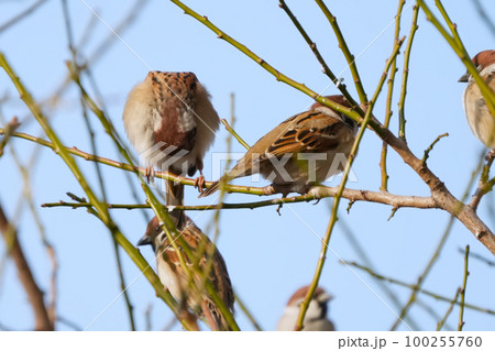 スズメ スズメ 100255760