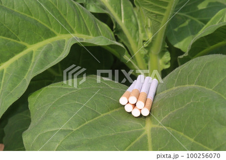 raw tobacco leaf with cigarette on farm for harvest are cash crops 100256070