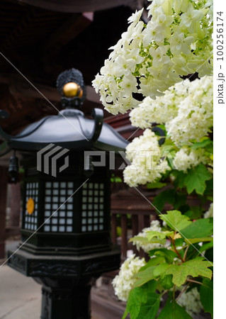金剛寺、こんごうじ、東京、日野市、高幡、寺院、高幡不動尊、お寺、仏教、6月、お地蔵さん、紫陽花、灯篭 金剛寺、こんごうじ、東京、日野市、高幡、寺院、高幡不動尊、お寺、仏教、6月、お地蔵さん、紫陽花、灯篭 100256174