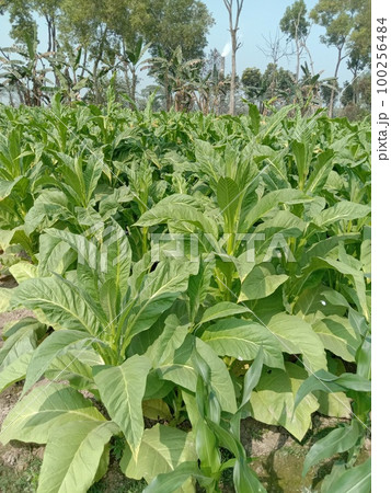 raw tobacco farm for making cigarette and harvest are cash crops raw tobacco farm for making cigarette and harvest are cash crops 100256484
