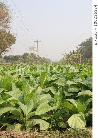 raw tobacco farm for making cigarette and harvest are cash crops 100256524