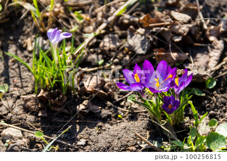 Purple crocus flowers in the garden on spring Purple crocus flowers in the garden on spring 100256815