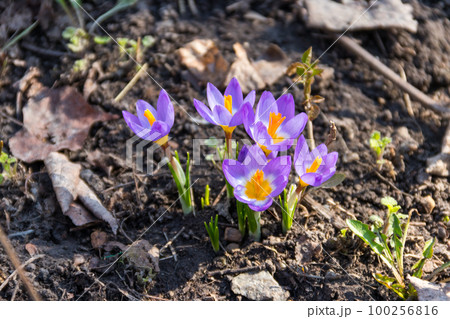 Purple crocus flowers in the garden on spring Purple crocus flowers in the garden on spring 100256816