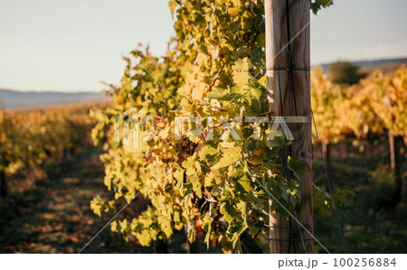 Bright autumn red orange yellow grapevine leaves at vineyard in warm sunset sunlight. Beautiful clusters of ripening grapes. Winemaking and organic fruit gardening. Close up. Selective focus. 100256884