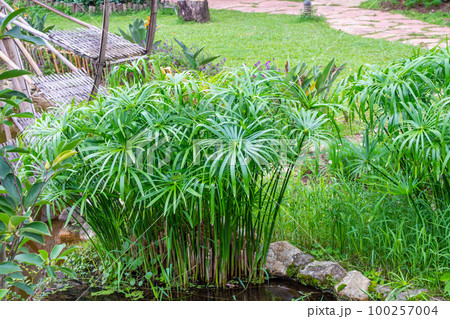 Umbrella papyrus with green leaves background Umbrella papyrus with green leaves background 100257004