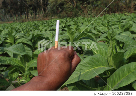 green colored tobacco farm with money bag and cigarette for harvest green colored tobacco farm with money bag and cigarette for harvest 100257088