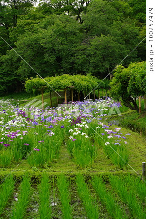 小石川後楽園、こいしかわこうらくえん、庭、庭園、5月、6月、春、花、紫、白、植物、自然、緑、日本、東 100257479