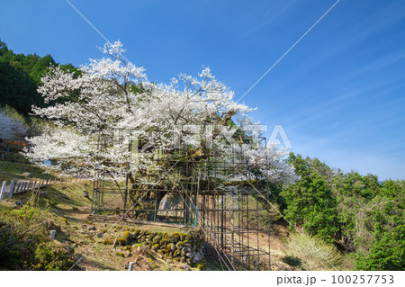 樽見の大桜 樽見の大桜 100257753