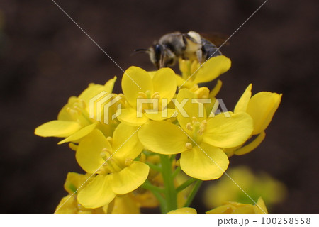 菜花 100258558