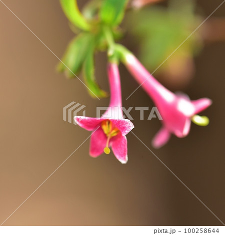 ヒョウタングミ 100258644