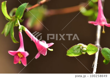 ヒョウタングミ 100258649