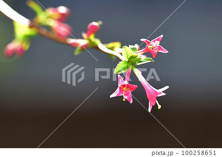 ヒョウタングミ 100258651