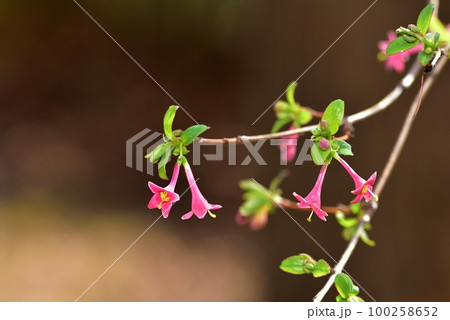 ヒョウタングミ 100258652