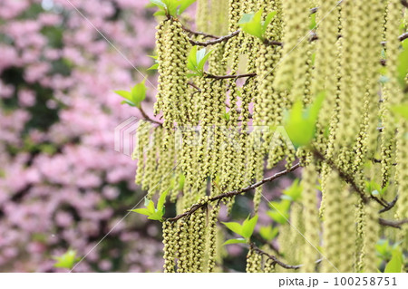 ハチジョウキブシの花　八丈木五倍子 100258751