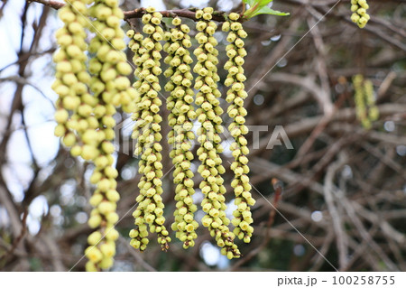 ハチジョウキブシの花　八丈木五倍子 100258755