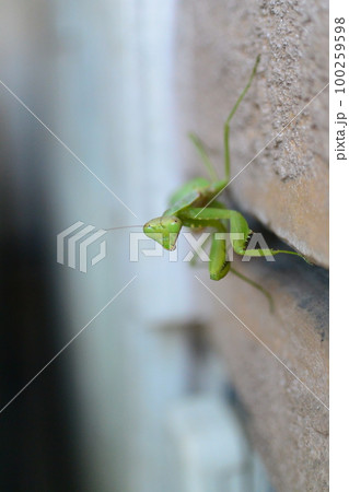 こんなにかわいかったの！？　カマキリ 100259598