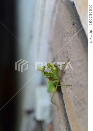 こんなにかわいかったの！？　カマキリ 100259610