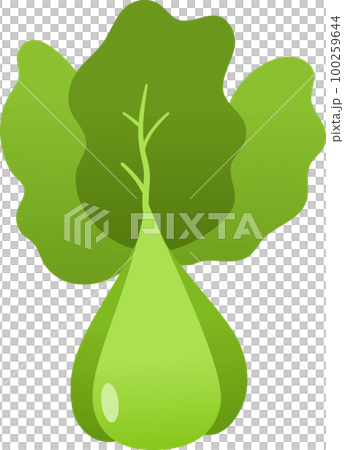 Lettuce illustration 100259644