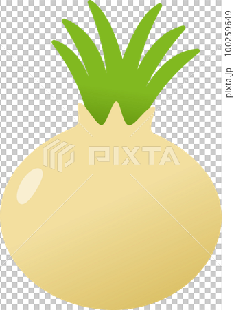 onion illustration 100259649