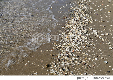 貝の死骸と海辺の浜 貝の死骸と海辺の浜 100259758