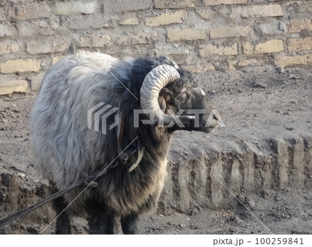 【ウズベキスタン】道端に立っているヤギ(イチャン・カラ ヒヴァ) 【ウズベキスタン】道端に立っているヤギ(イチャン・カラ ヒヴァ) 100259841