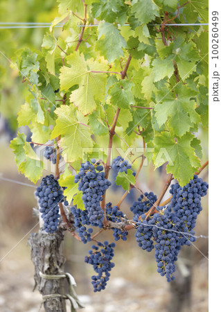 Cabernet Sauvignon grapes to produce highest quality wines in Bordeaux, France 100260499