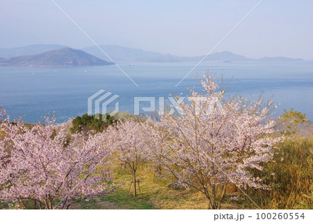 香川県さぬき市　桜の咲く大串自然公園から小豆島を望む 100260554