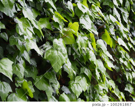 オカメヅタ オカメヅタ 100261867