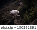 急な斜面に立つ二本の桜の木 100261891