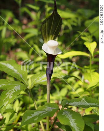 ユキモチソウの花 Arisaema sikokianum ユキモチソウの花 Arisaema sikokianum 100262620