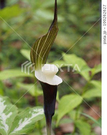 ユキモチソウの花　Arisaema sikokianum　 100262627