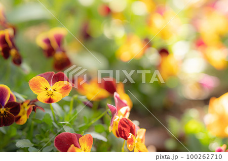 ビオラのクローズアップ ビオラのクローズアップ 100262710