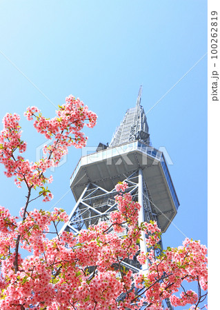 名古屋市、河津桜と名古屋テレビ塔の風景 名古屋市、河津桜と名古屋テレビ塔の風景 100262819